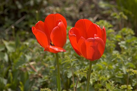 Zwei Tulpen im Sonnenschein