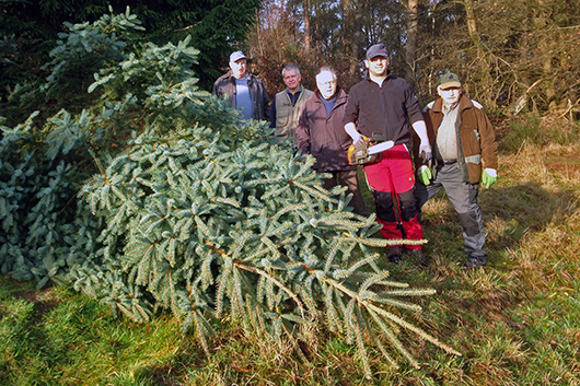 Im Wald oberhalb von Wehrda stehen Mnner aus der Gemeinde hinter dem soeben gefllten Weihnachtsbaum.